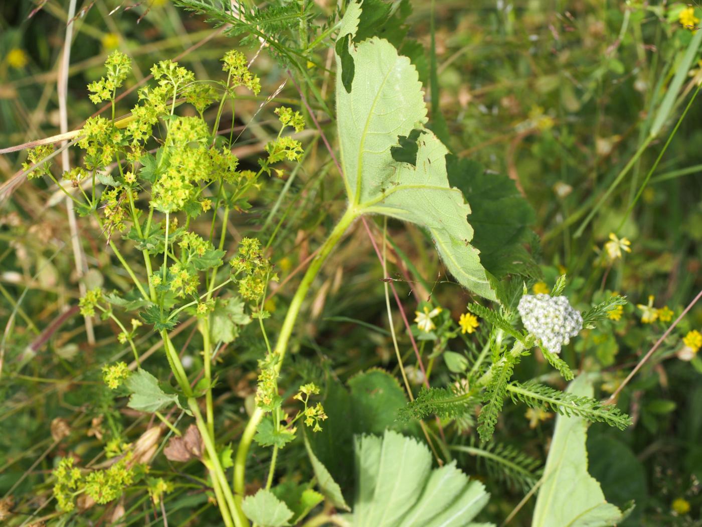 Lady's Mantle, [Yellow-green] plant